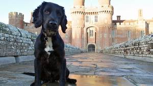 发现在桶中倾倒的西班牙猎犬成为警察嗅探狗