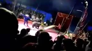 俄罗斯马戏团熊用棍棒殴打后攻击其处理者