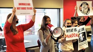 素食主义者宣言揭示了活动家希望将宪法的动物权利案例达成2055年