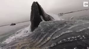 巨型鲸鱼在海上违反了皮划艇运动员的英寸