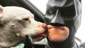 男人打扮成蝙蝠侠拯救收容所的动物免于安乐死