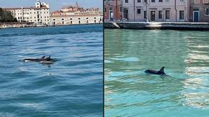 海豚在'特别罕见'瞄准中发现游泳威尼斯运河