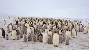 南极洲的第二大皇帝企鹅殖民地被灭绝了