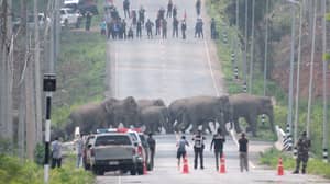 50只大象拍摄的一群牛群平静地穿过泰国的道路