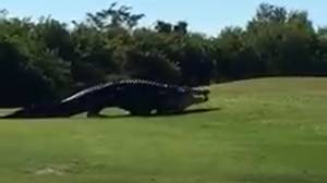 新视频显示，16英尺长的鳄鱼查布斯出现在高尔夫球场上