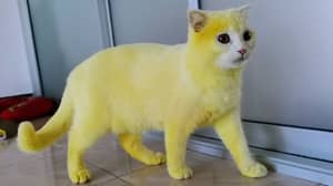 女人在施用姜黄治疗后不小心染色猫黄色