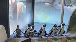 企鹅在空的动物园散步，鉴于自己的障碍课程