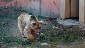 两只熊最后留在巴基斯坦的“世界上最糟糕的动物园”