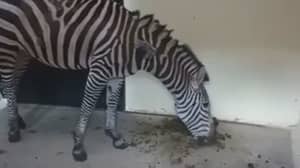 录像显示在动物园里遭受斑马“吃自己的粪便”