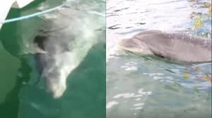 性沮丧的海豚导致游泳在法国海岸线上被禁止