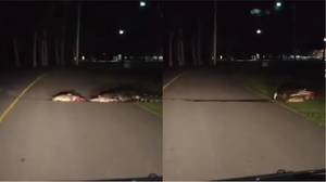 9英尺长的鳄鱼被拍到拖着血淋淋的尸体过马路