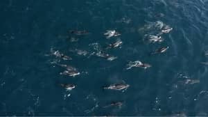 1500只海豚与鲸鱼宝宝和妈妈玩耍
