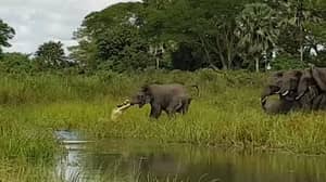 有人拍摄了大象和鳄鱼之间的斗争