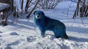 在恐惧之后要检查流浪狗，因为污染而变成蓝色