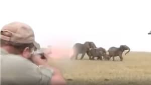 大象在猎人从近距离射击其中一个牛群后向猎人充电