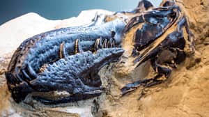 科学家们揭示了世界上第一个完整的T-rex骨架