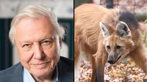 David Attenborough爵士是指甲，因为他揭示了他如何摔跤狼