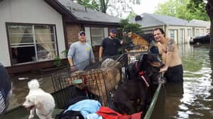 救援人员从休斯顿的洪水中节省了20多只狗