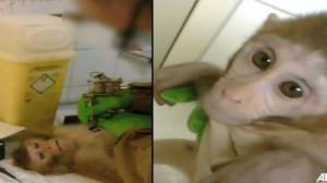 可怕的镜头显示猴子被纹身，吸毒，测试，然后在“动物测试设施”中丧生