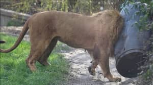 在陷入食物桶后，不幸的狮子捶打了