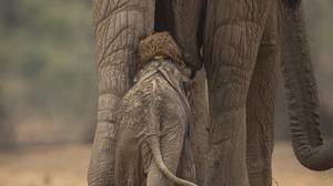 母象在小象头上拉屎，小象选错了走路的地方