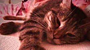 瑞奇·热维斯宣布“恋爱”后收养猫