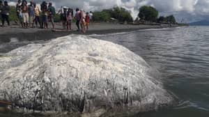 不明“Globster”生物被冲上菲律宾海岸，科学家感到困惑