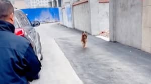 视频捕获心脏病时刻退休的警察犬与她的处理程序团聚