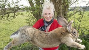 世界上最大的兔子被偷，前花花公子模特悬赏1000英镑