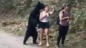 妇女在紧密遭遇期间攫取selfie在墨西哥的一只黑熊