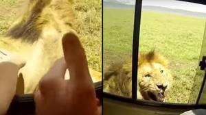 游客试图拍狮子的头，他们的车被攻击
