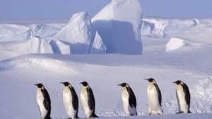 一万亿吨的冰山从南极冰架断裂，引发全球变暖的担忧