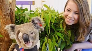 宾迪·欧文（Bindi Irwin）透露她正在和一个考拉（Koala）