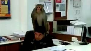 猴子徘徊在银行，坐在员工的头上并驼峰