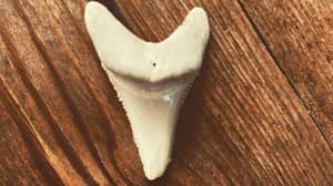 鲨鱼袭击幸存者赢得将牙齿卡在冲浪板上的权利