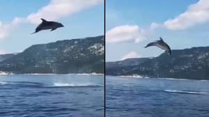 野生海豚给游客在船上令人难以置信的节目