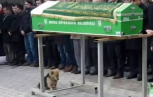 狗为所有者的葬礼提供卫兵，每天访问坟墓