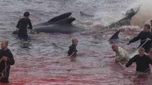 作为年度仪式的一部分，250头鲸鱼在法罗群岛被屠杀，海水变红