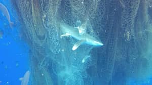 在开曼群岛发现的被困鲨鱼的巨大的“幽灵网”