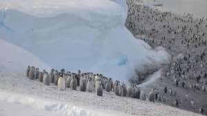 科学家通过卫星成像发现了南极洲的新皇帝企鹅殖民地
