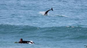 在康沃尔，海豚加入冲浪者，这可能是发生过的最好的事情