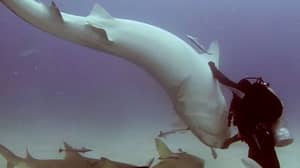 令人惊叹的时刻潜水员催眠了一条鲨鱼并翻转它