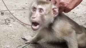PETA调查显示猴子被束缚并滥用收集椰子
