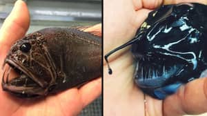 深海渔民发布了他捕获的令人难以置信的东西的照片