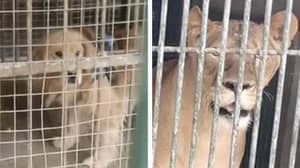 中国动物园试图用金毛猎犬冒充狮子