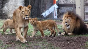 雌狮在印第安纳波利斯动物园杀死了她三只幼崽的父亲