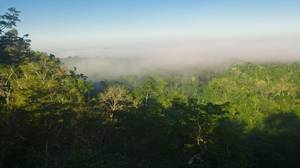 亚马逊雨林可能会恶化气候变化，新的研究表明
