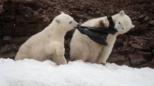 北极熊幼崽拍摄试图在北极时吃塑料