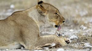 母狮在她自己的幼崽被杀后采用婴儿羚羊
