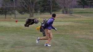 高尔夫球手被鹅攻击，照片太好了